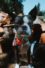 Sedona tie on Dog Bandana