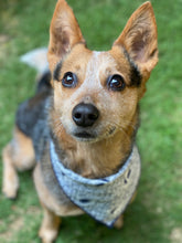 Tie on Shark Bite Dog Bandana