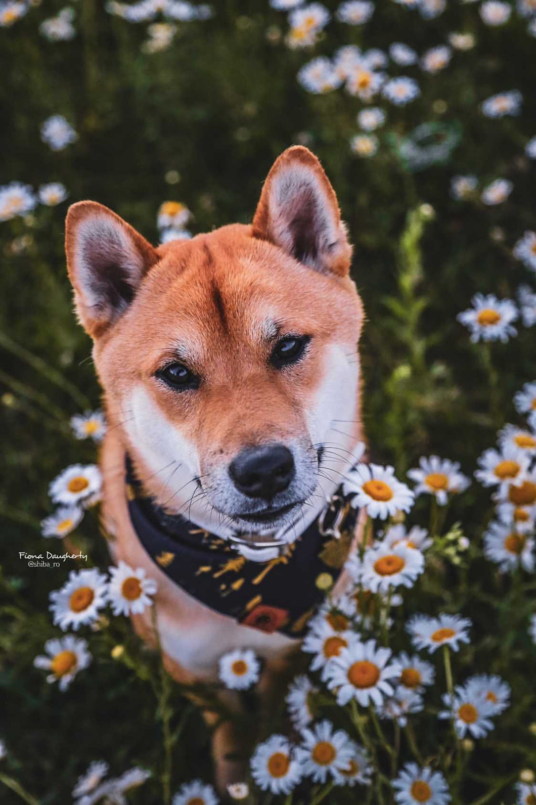 Tree Hugger 🌲 tie on Dog Bandana