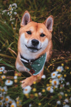 Evergreen 🌲 tie on Dog Bandana