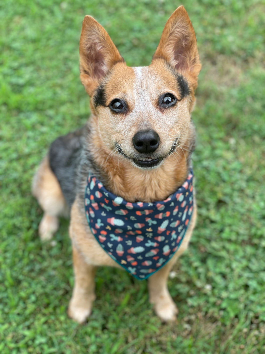 Tie On Prickly Pear Dog Bandana