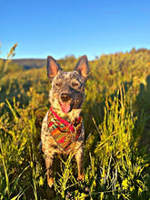 Sedona tie on Dog Bandana