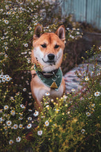 Evergreen 🌲 tie on Dog Bandana