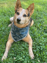 Adventure Nights Blue Tie on Dog Bandana