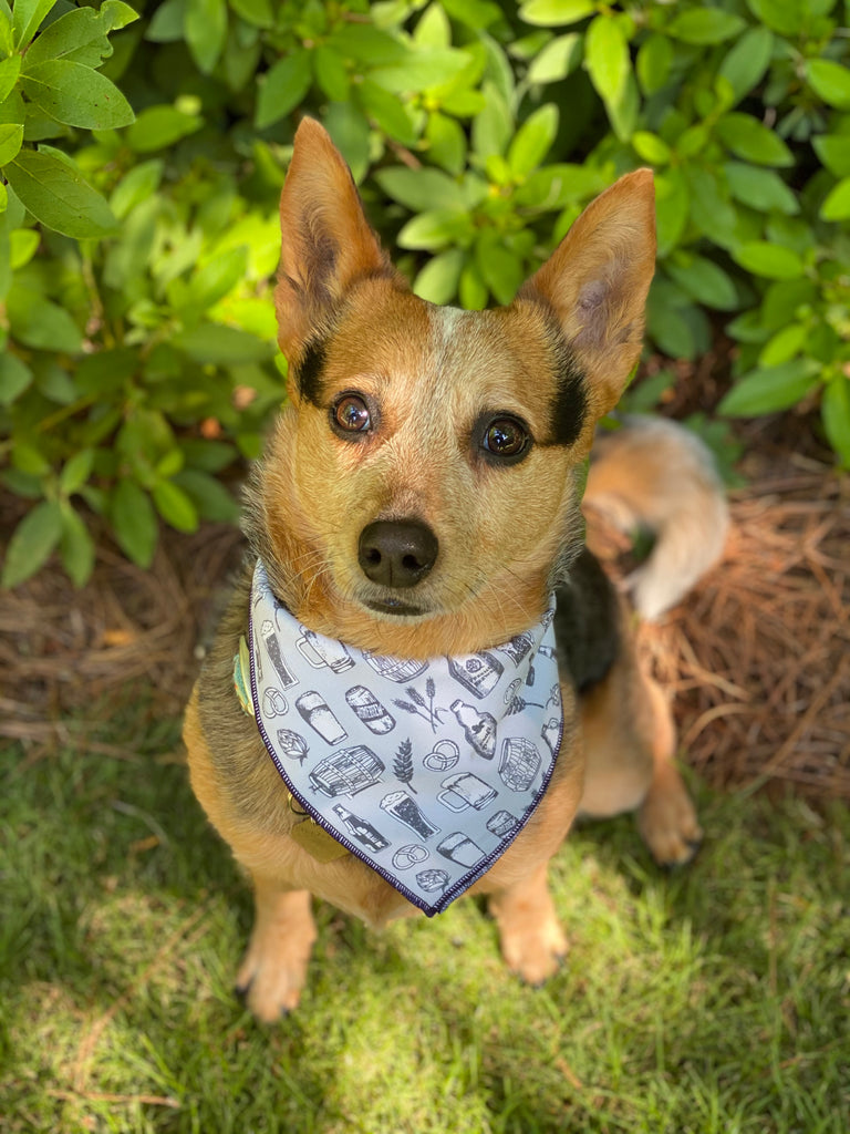 Beer Buddy Tie on Dog Bandana – Paw Prints Dog Co.