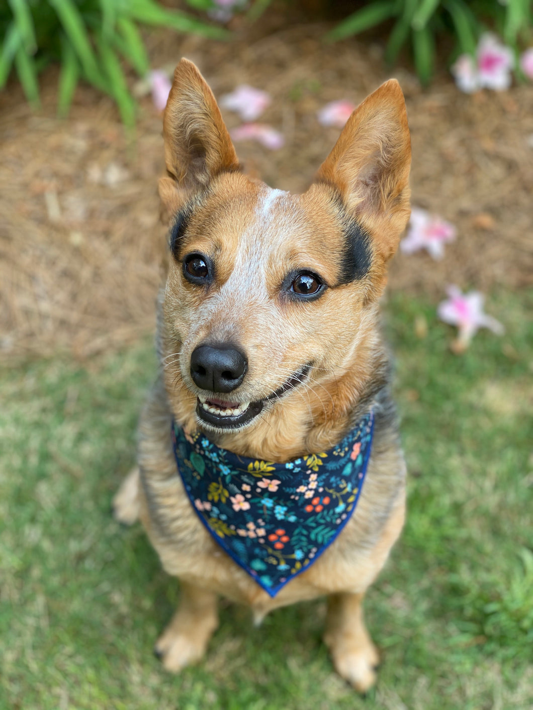 Tie on Wildwood Navy Dog Bandana