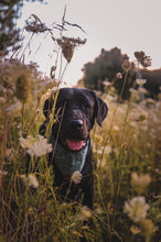 Happy Camper Tie on Dog Bandana