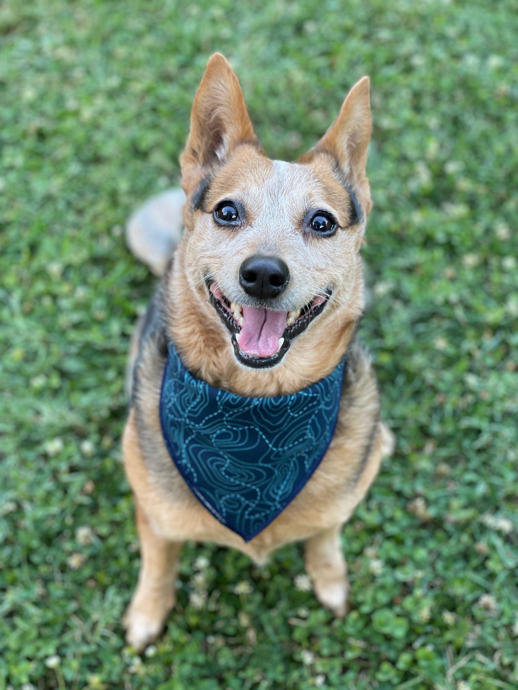 ToPAWgraphic tie on Dog Bandana