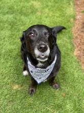 Tie on Shark Bite Dog Bandana