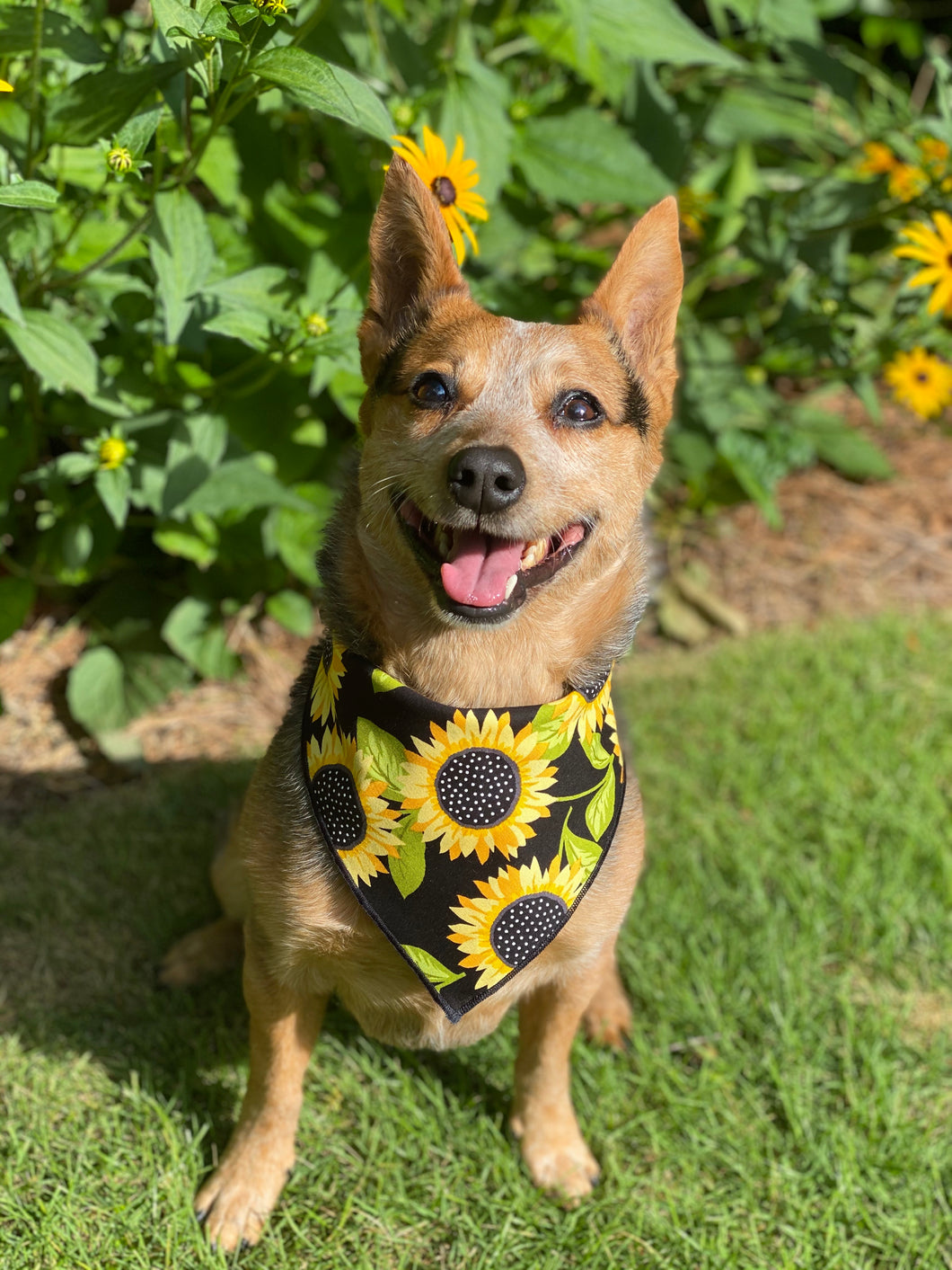 Tie on Sunflower 🌻 Dog Bandana