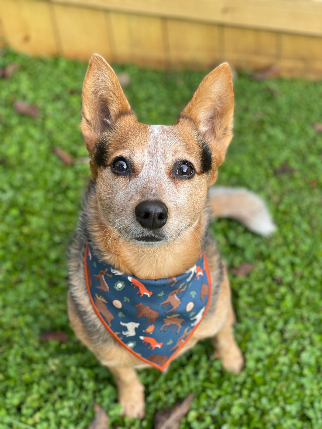 Forest Friends Tie on Dog Bandana