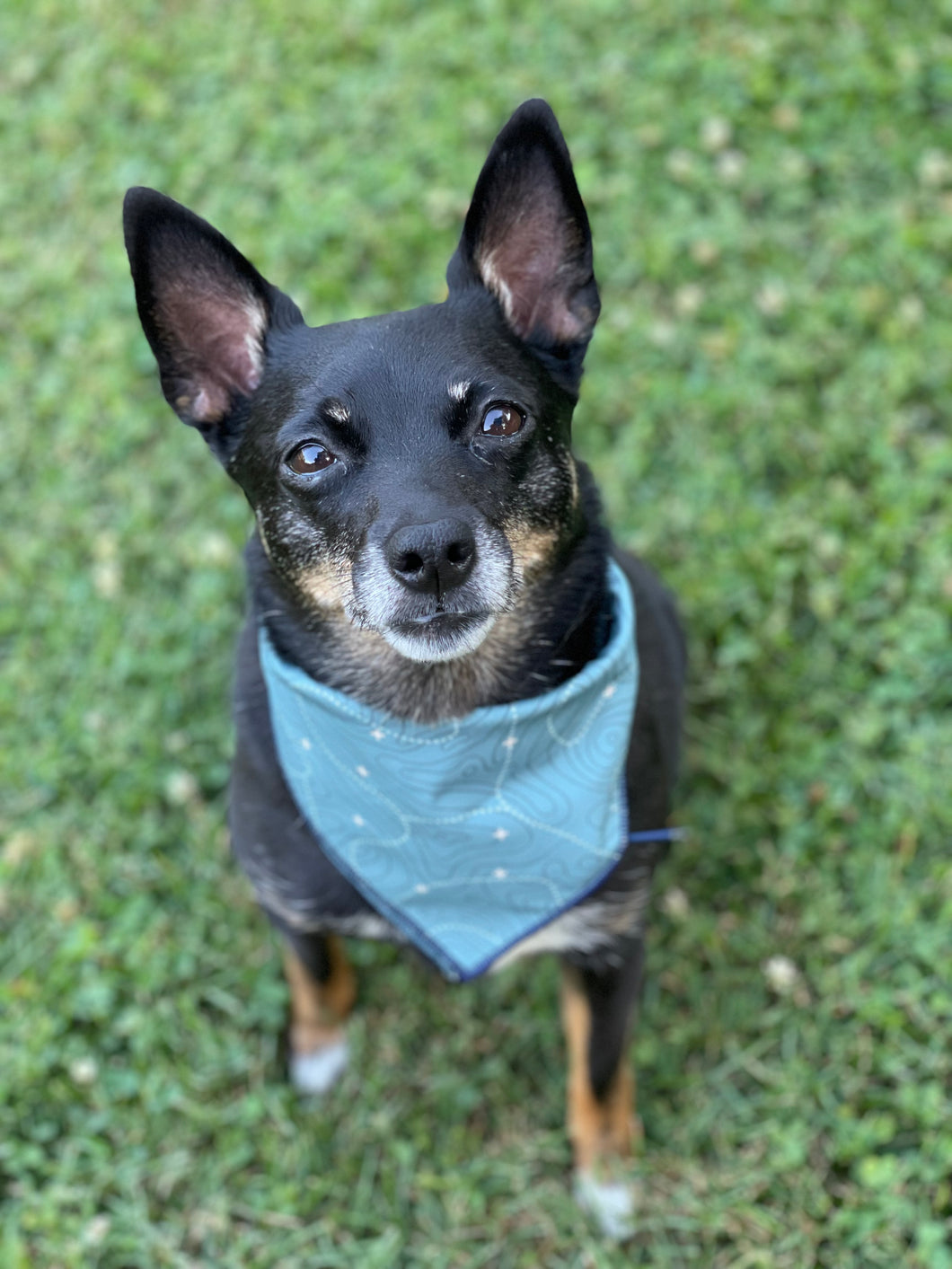 X marks the spot tie on Dog Bandana