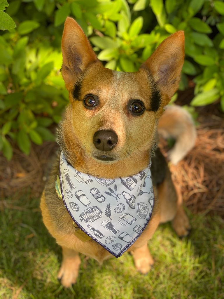 Beer Buddy Tie on Dog Bandana – Paw Prints Dog Co.