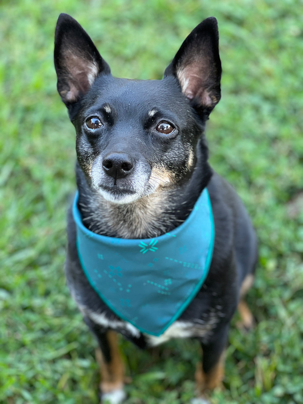Teal dog shop bandana