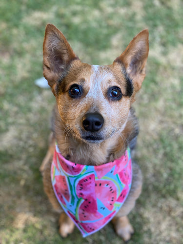 Tie on Watermelon 🍉 Dog Bandana
