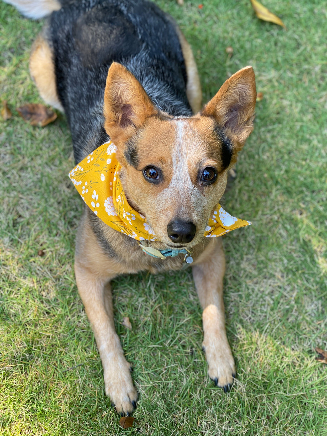 Tie On Fall Marigold Dog Bandana