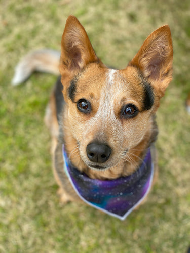 Stargazer Tie on Dog Bandana