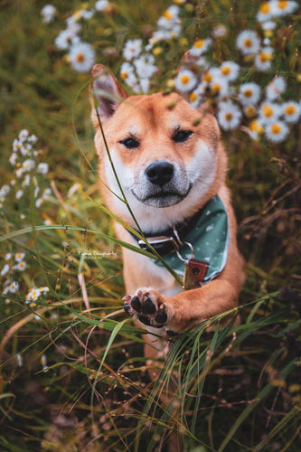 Evergreen 🌲 tie on Dog Bandana