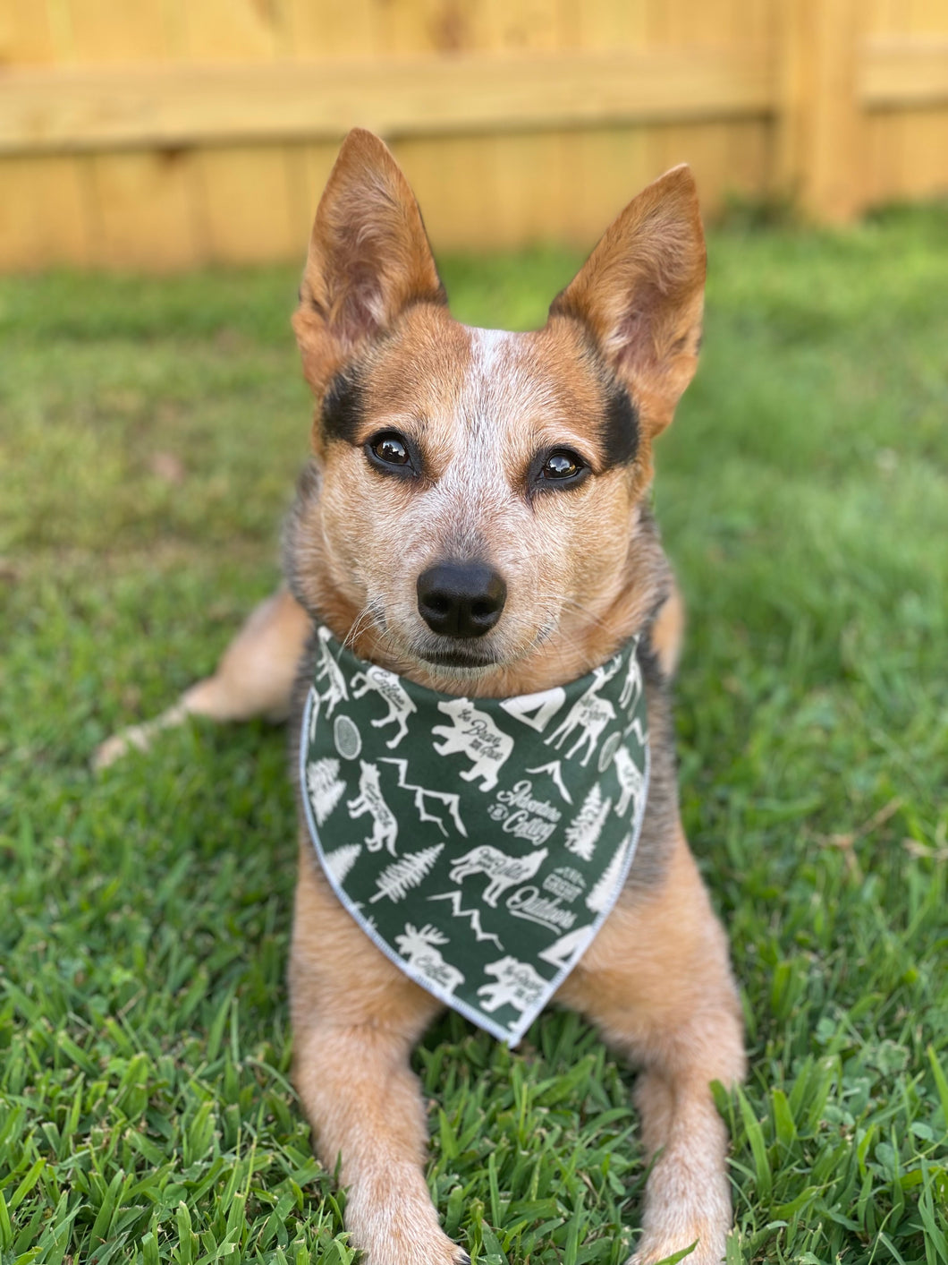 Adventure Seeker Green Tie on Dog Bandana